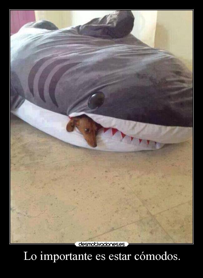 carteles humor perros breathebreathe desmotivaciones