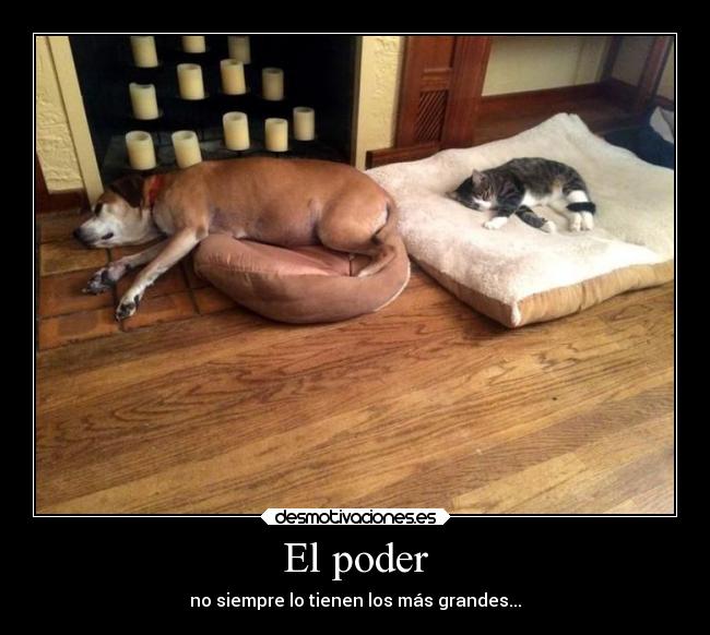 carteles humor poder gato perro cama desmotivaciones