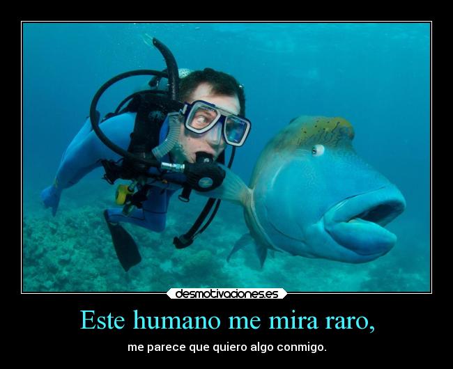 Este humano me mira raro, -