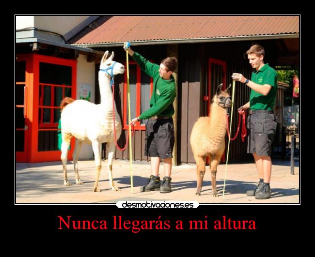 carteles internet humor ideas anime animales vanidad llama peru desmotivaciones