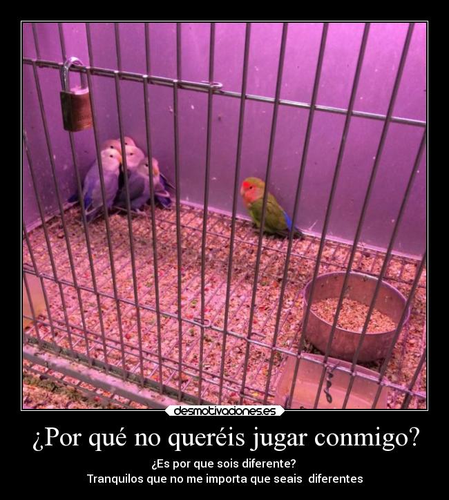 carteles madurar periquitos pajaros noalracismo desmotivaciones