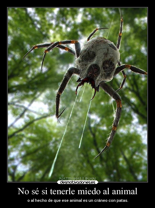 No sé si tenerle miedo al animal - o al hecho de que ese animal es un cráneo con patas.