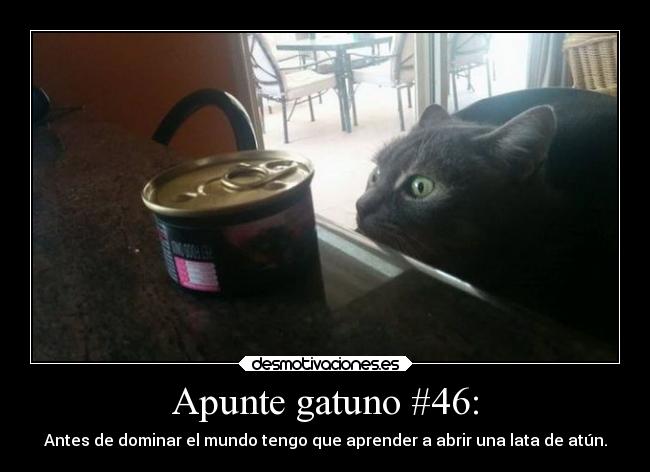 carteles motivaciones eso estupidarazon abrir atun gatuno losgatossabenescribir desmotivaciones