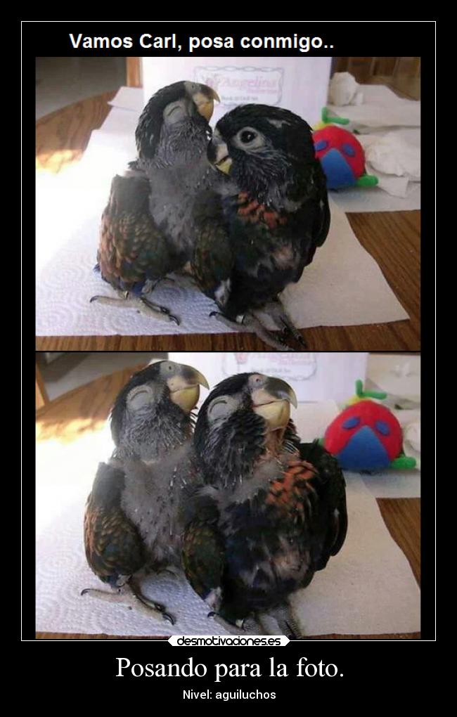 Posando para la foto. - Nivel: aguiluchos