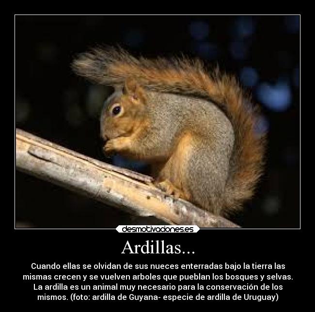 Ardillas... - Cuando ellas se olvidan de sus nueces enterradas bajo la tierra las
mismas crecen y se vuelven arboles que pueblan los bosques y selvas.
La ardilla es un animal muy necesario para la conservación de los
mismos. (foto: ardilla de Guyana- especie de ardilla de Uruguay)