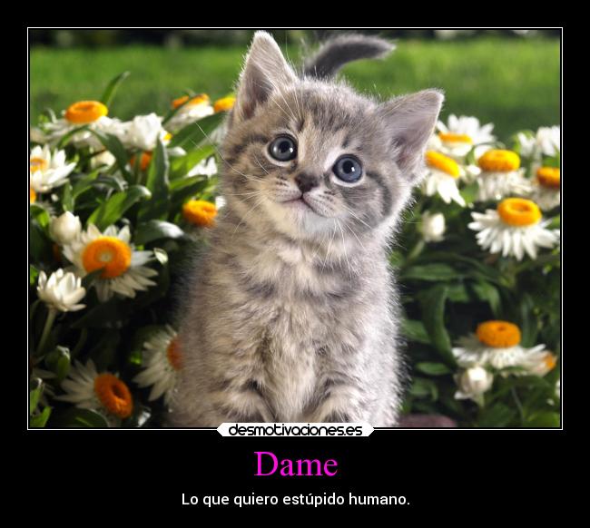Dame - Lo que quiero estúpido humano.