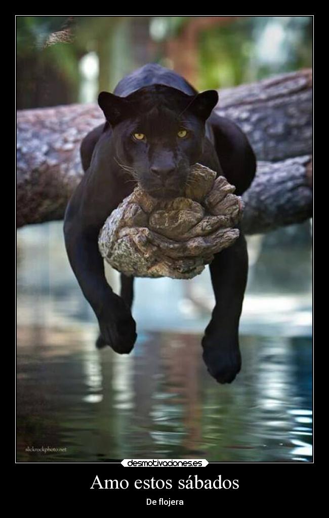 carteles naturaleza simpsons animales jaguar amazonas desmotivaciones