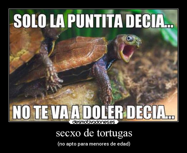 secxo de tortugas - 