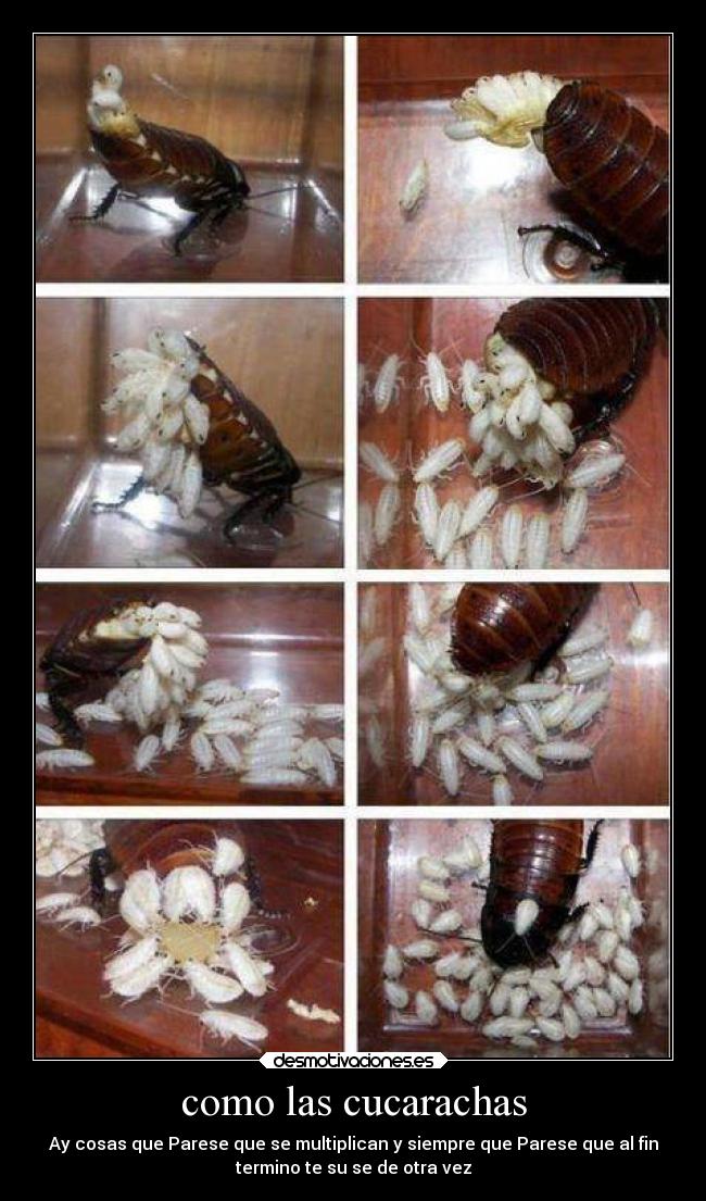 carteles sentimientos cucarachas desmotivaciones