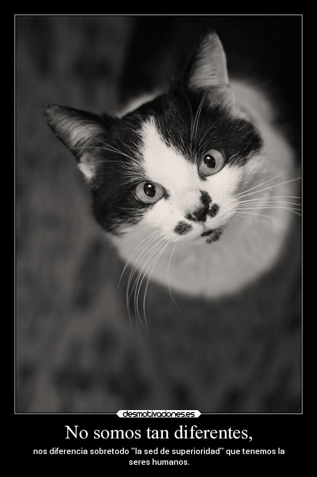 No somos tan diferentes, - 