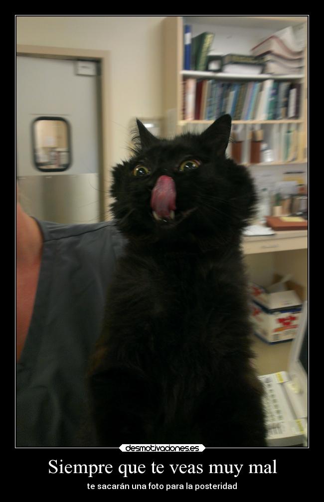 carteles tonto desmotivado15 ungato desmotivaciones