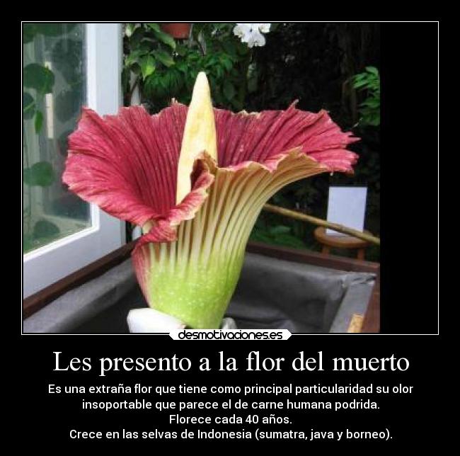 carteles vida botanica plantas flores misterios desmotivaciones