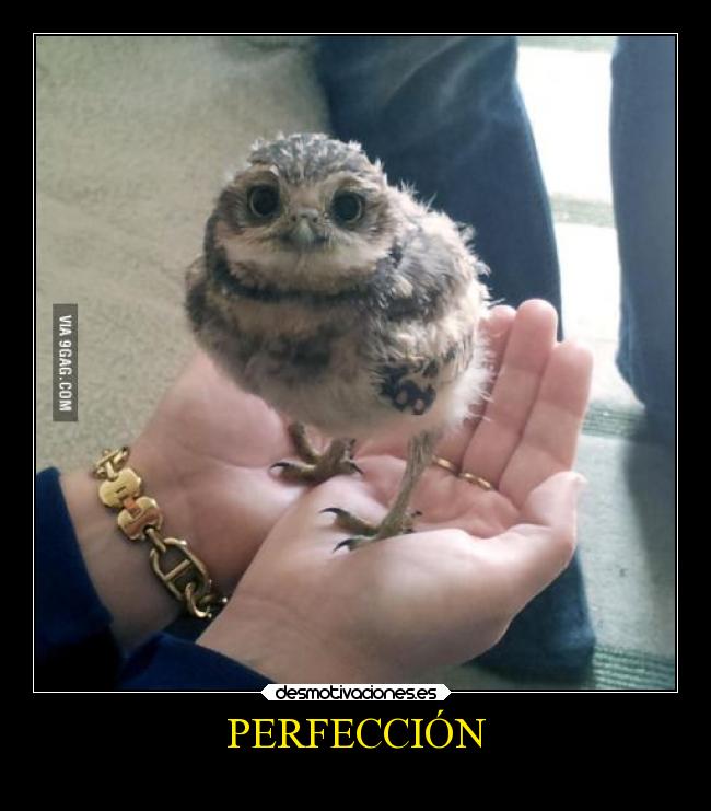 PERFECCIÓN - 
