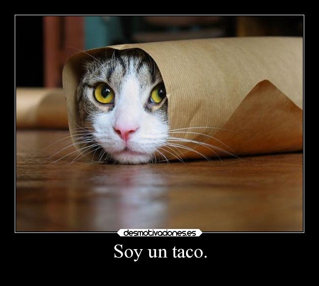 carteles vida humor graciosas gatos fail ausencia animales alma delolvido desmotivaciones