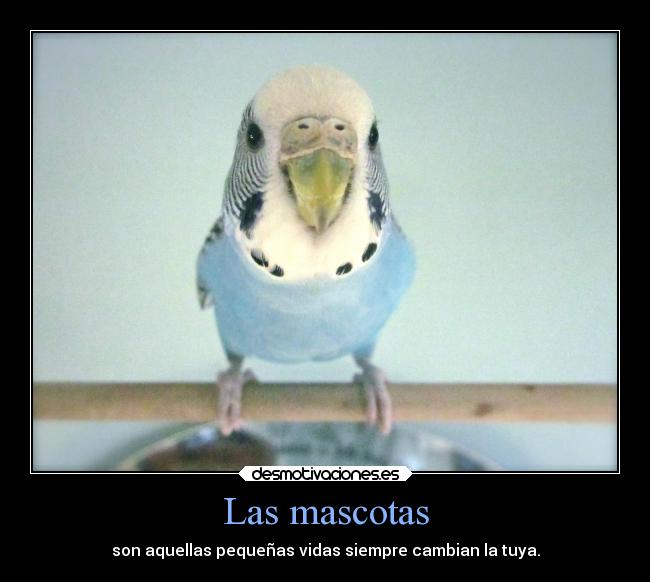 carteles vida muerte desmotivaciones periquito perico anos mascota cambiar desmotivaciones