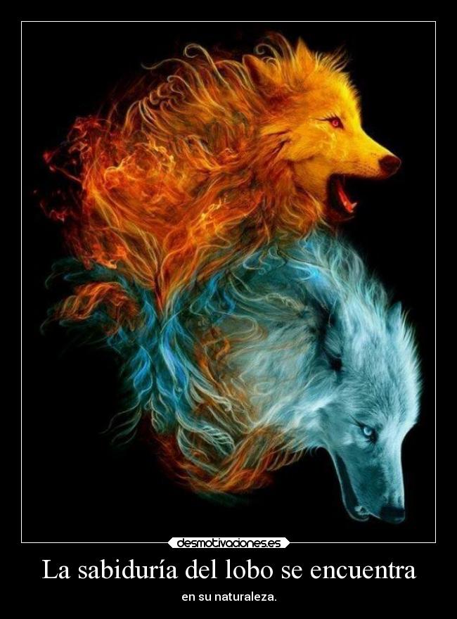 La sabiduría del lobo se encuentra -