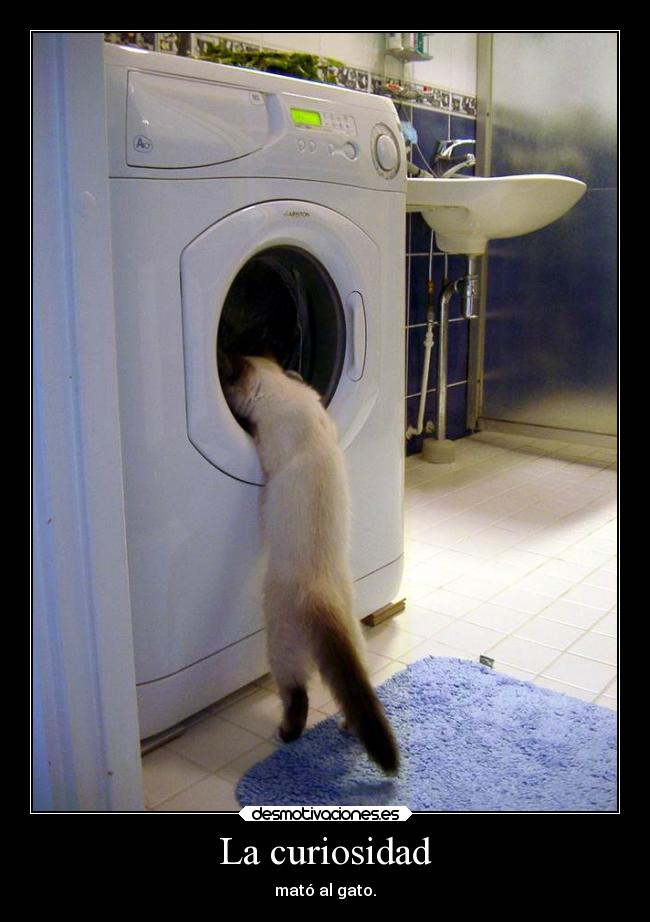 carteles vida refran meaburro gato lavadora curiosidad morir desmotivaciones