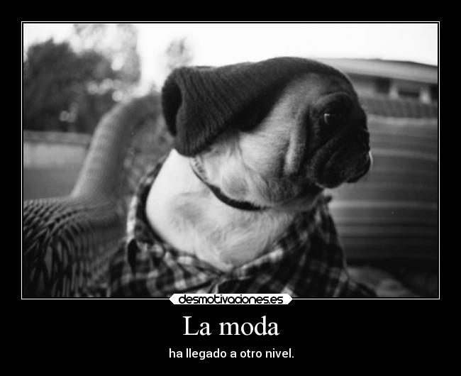 La moda - ha llegado a otro nivel.