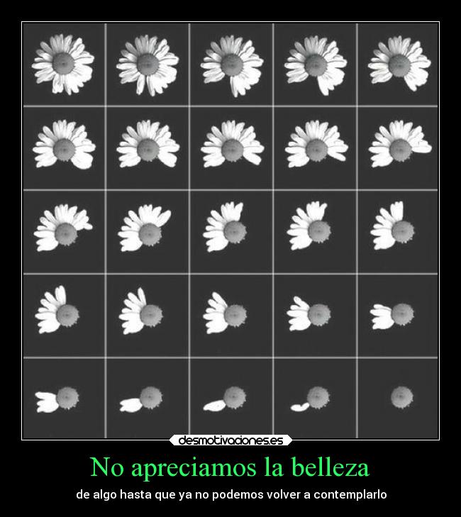 No apreciamos la belleza - de algo hasta que ya no podemos volver a contemplarlo