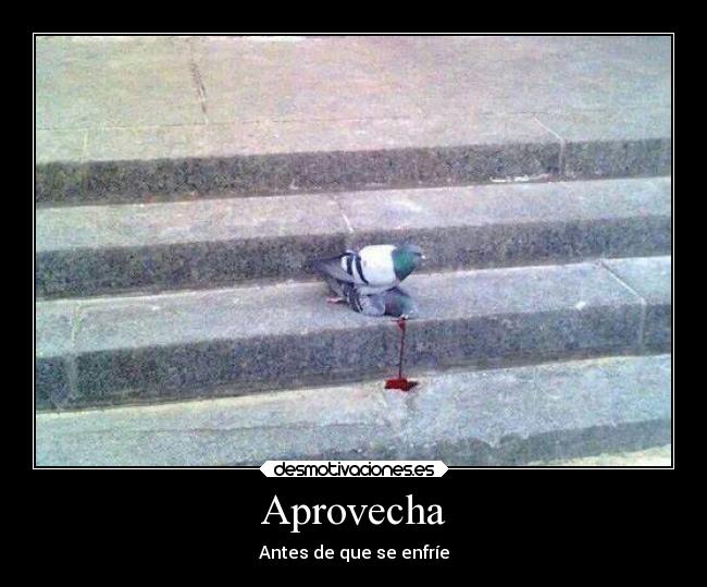 Aprovecha -