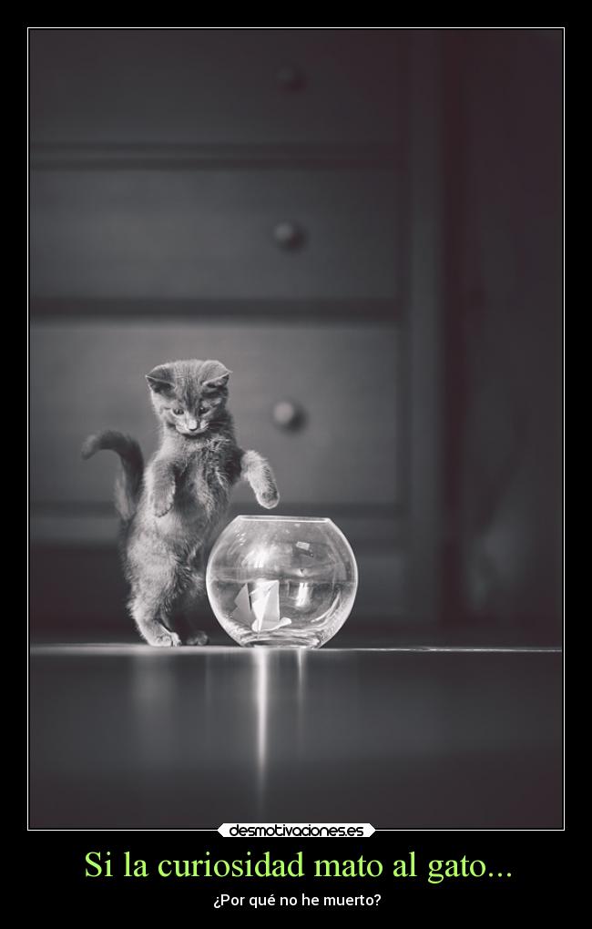 carteles alma lacuriosidadmatoalgato entoncesnohemuertomuajaja desmotivaciones