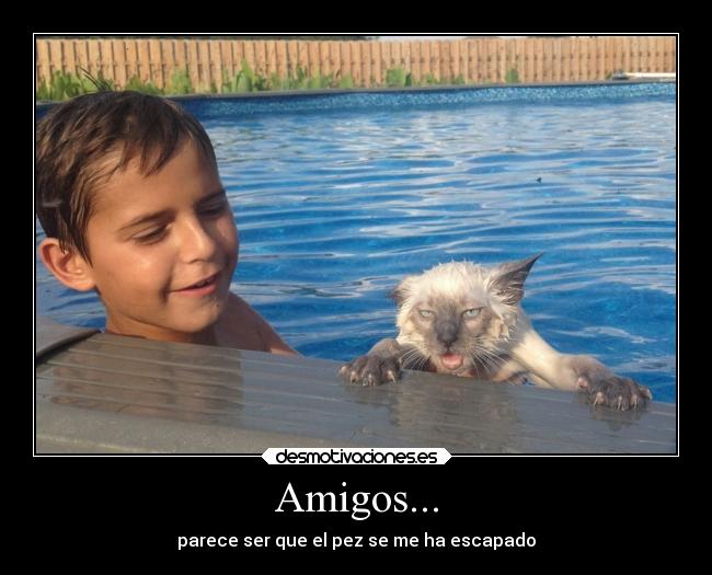 carteles amigos bogota humor eften gatitosdeefe desmotivaciones