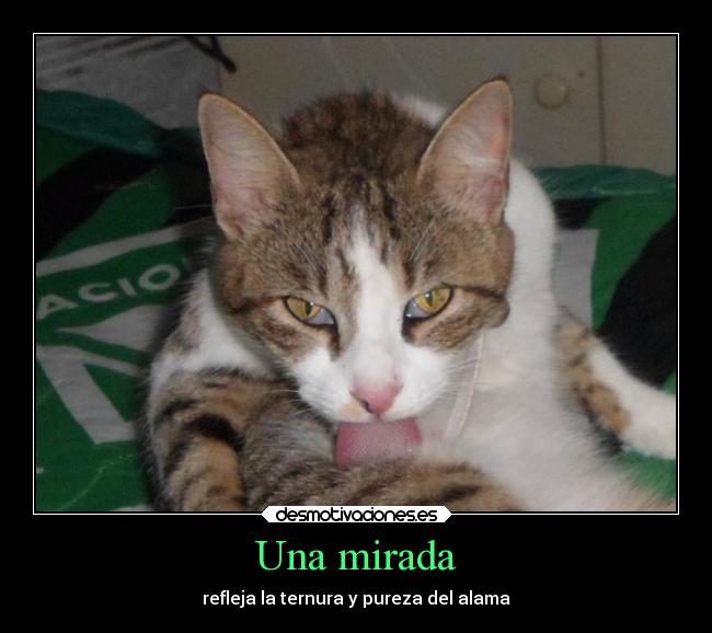 Una mirada - refleja la ternura y pureza del alama