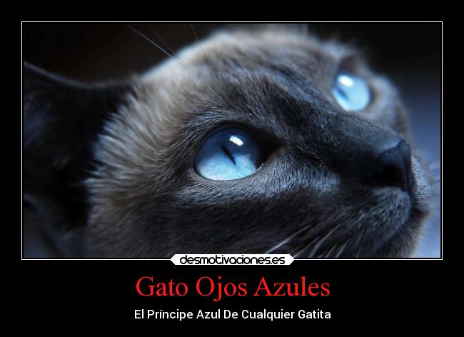 Gato Ojos Azules - 