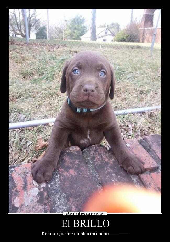 El BRILLO - De tus ojos me cambio mi sueño...................