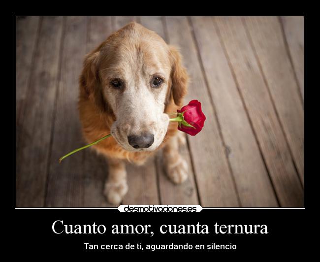 Cuanto amor, cuanta ternura - 