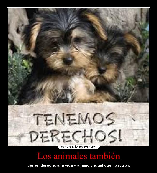 Los animales también - tienen derecho a la vida y al amor, igual que nosotros.