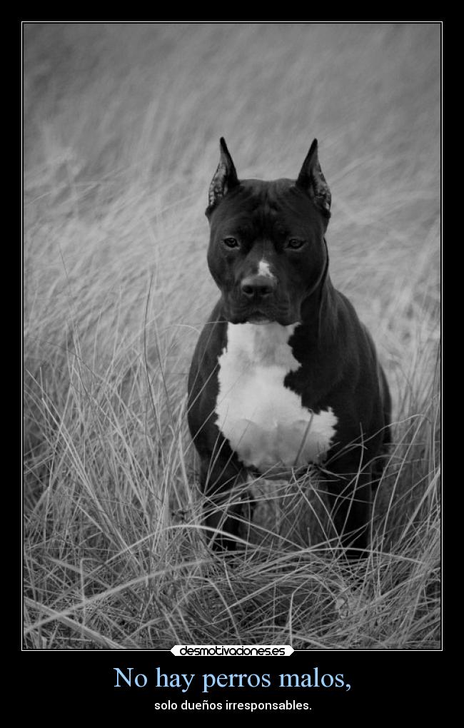 No hay perros malos, - solo dueños irresponsables.