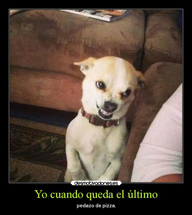 carteles animales ausenciadecomida xaa insiteforever desmotivaciones