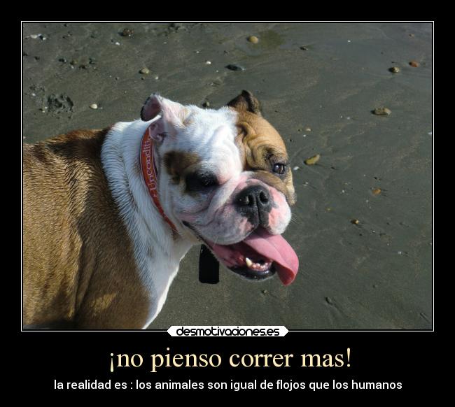 carteles animales desmotivaciones