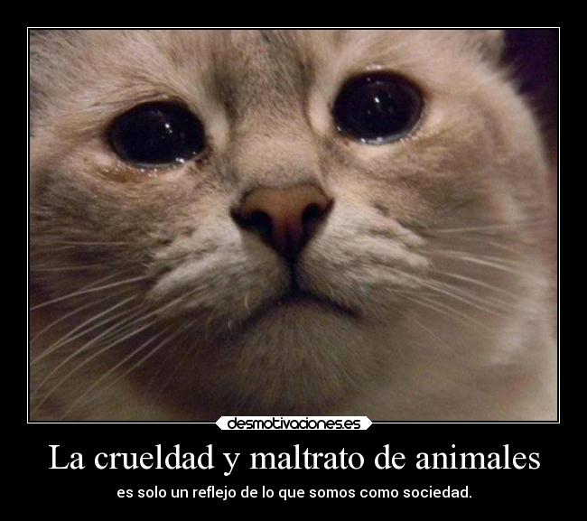 La crueldad y maltrato de animales -