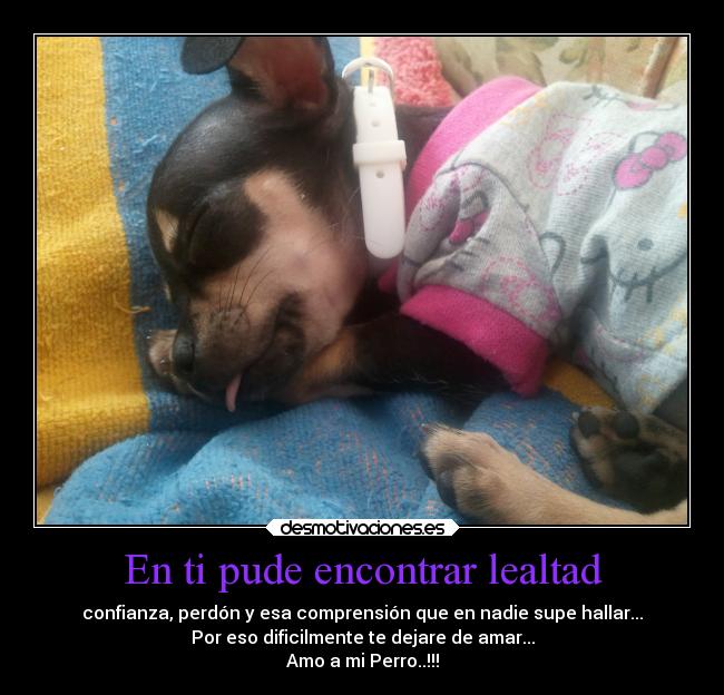 carteles animales desmotivaciones