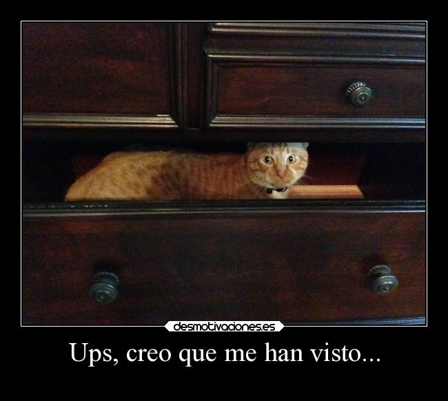 carteles animales directionerloveforever marcotequiero gatitomonoso desmotivaciones