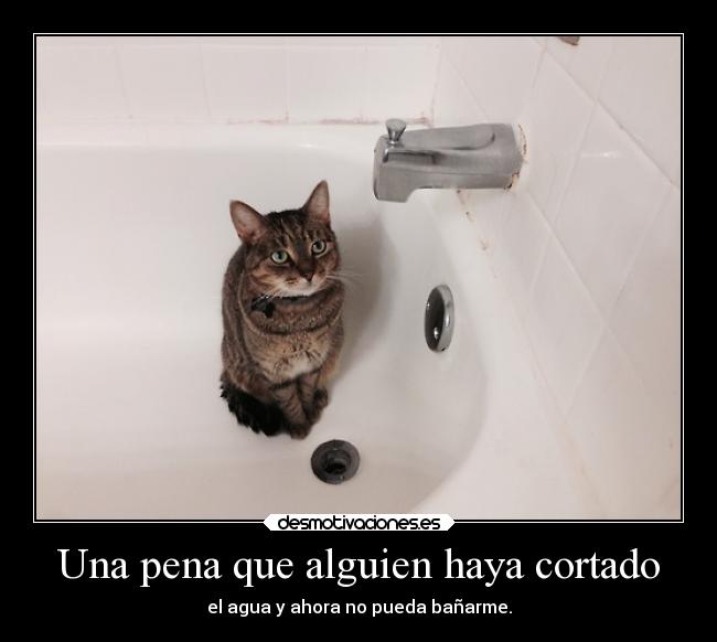 carteles animales directionerloveforever gatitomonoso marcotequiero desmotivaciones