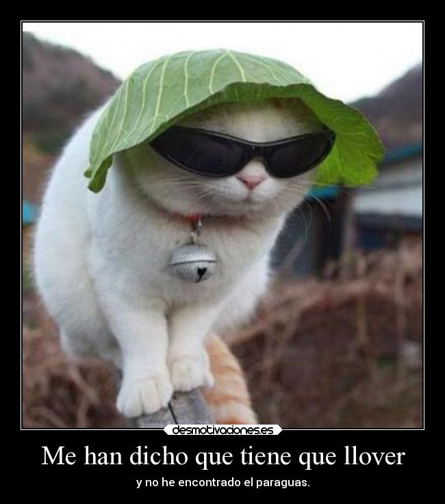 carteles animales directionerloveforever gatitomonoso marcotequiero desmotivaciones