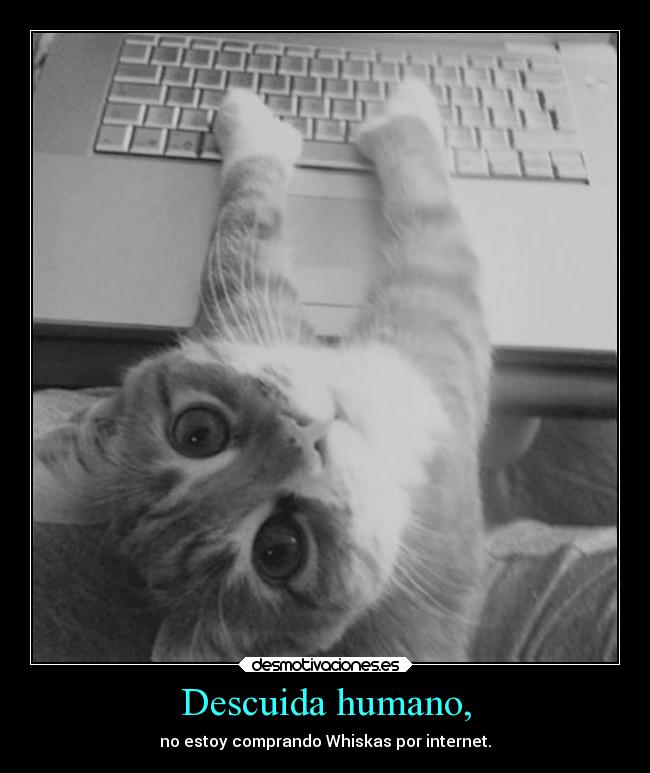 Descuida humano, - no estoy comprando Whiskas por internet.