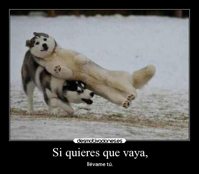 Si quieres que vaya, - 