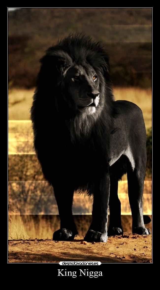 King Nigga - 