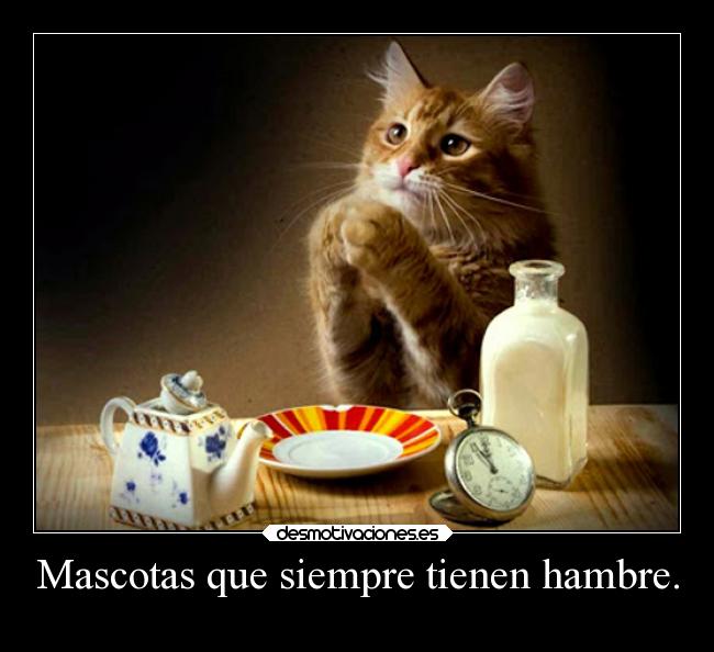 Mascotas que siempre tienen hambre. -