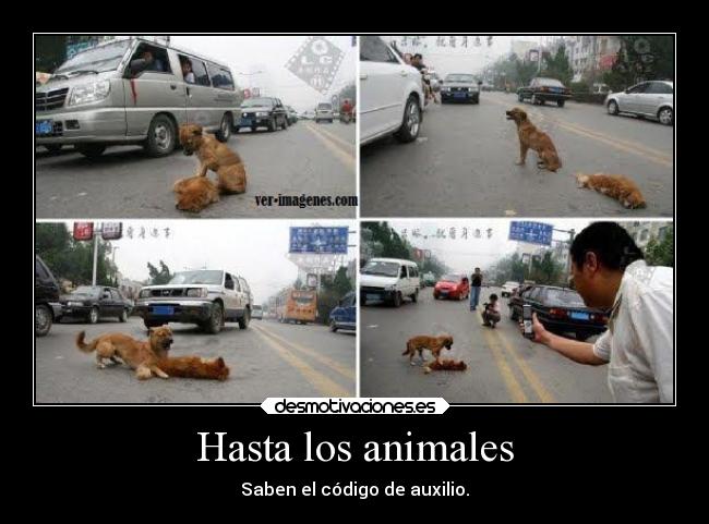 Hasta los animales -