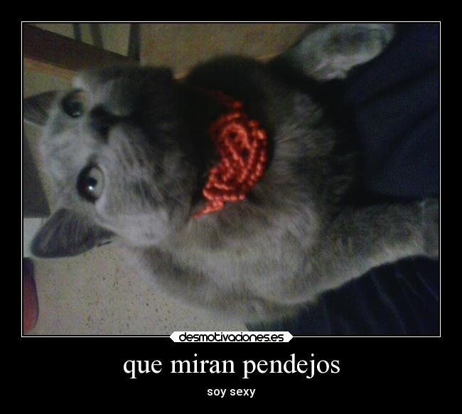 carteles animales mas bellos desmotivaciones