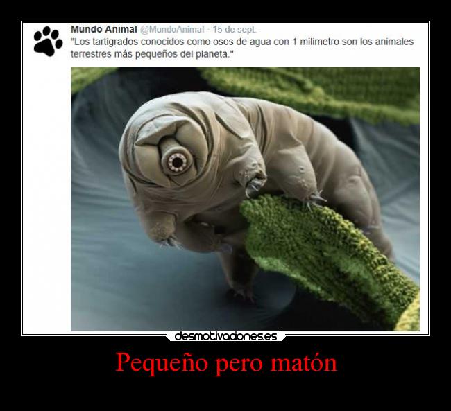 carteles animales osodeagua oso agua clanosodeagua desmotivaciones