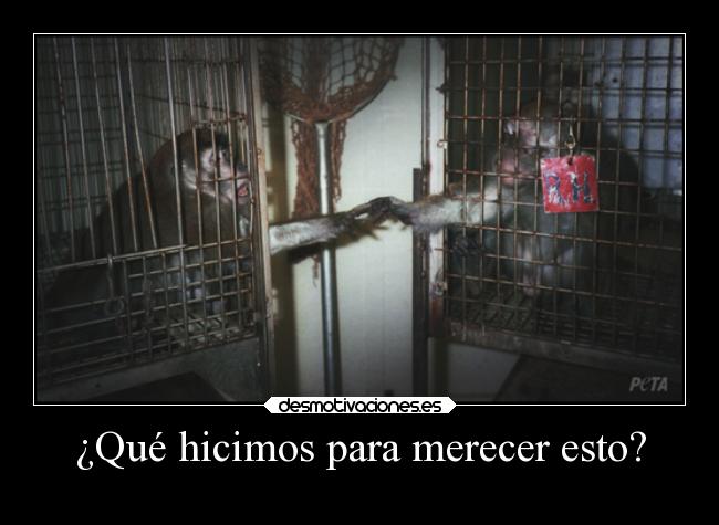 ¿Qué hicimos para merecer esto? - 