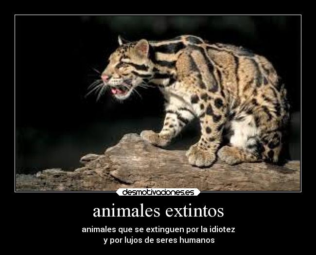 carteles animales tristeza ausencia desmotivaciones