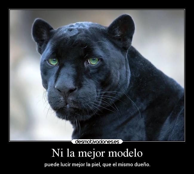 Ni la mejor modelo - puede lucir mejor la piel, que el mismo dueño.