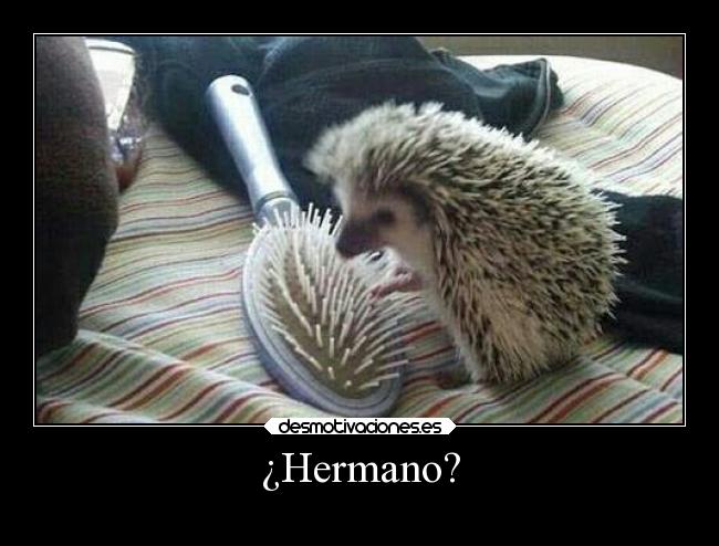 carteles anime animales sonic wii peine motivadoradesmotivadora16 desmotivaciones